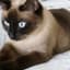 Purrfect