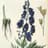 Aconite