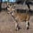 Deer Habitat