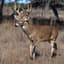 Deer Habitat