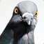Pigeon