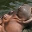 HIPPO