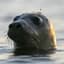 Seal