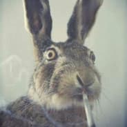 Bunns Marley