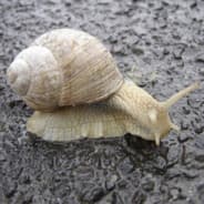 Theshlug