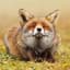 FOX-["BZH"]