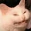 Adderal Cat