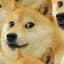 doggo