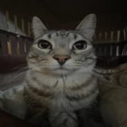 Meow