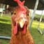 alphachicken