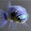 OG_AngryFish