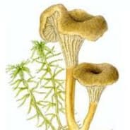 Girolle