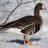 Goose
