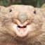 disgruntledwombat