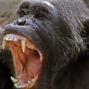 Chimpanzee Snatcher