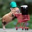 DrunkenPiglet