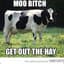 Epic Cow
