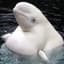 Fichao Beluga