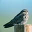 Nightjar
