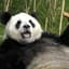 PandaBrrr