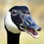 Canadian Goose
