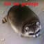 Raccoon