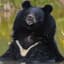 Himalayan black bear