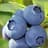 Blueberry
