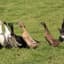 Ducks