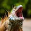 Iguana