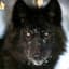 Black Wolf