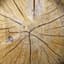Stump