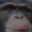 chimp