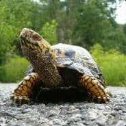 TurtleTime33