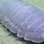 The Good Isopod